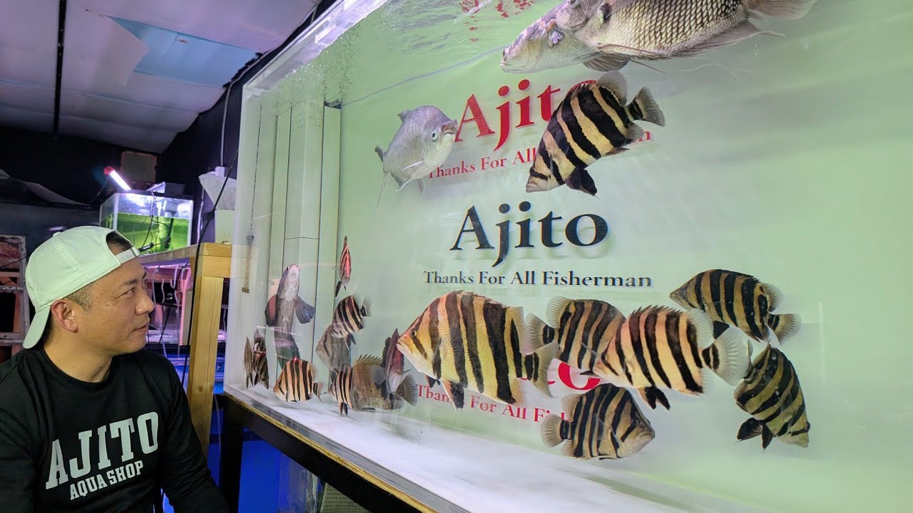 【日本一のダトニオ専門店】アクアショップアジトさん今年2便目の漁師WILDダトニオ輸入完了！とにかくダトニオに熱いオーナー山本さんにお話を聴いてきました！