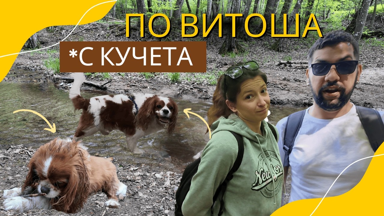 🐶 Кв. Княжево – хижа Момина скала пешком (С СОБАКАМИ!) 🌲 #влог #2025 #travel #dog