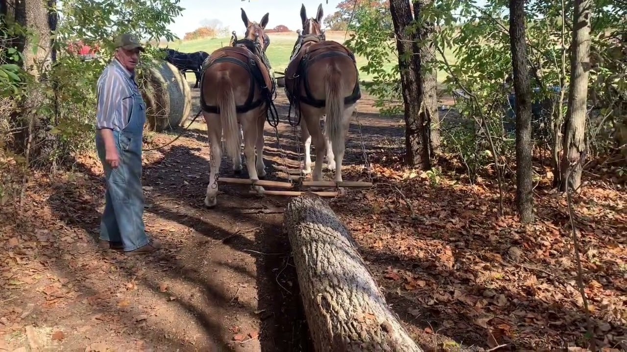 Mule logging: Mr Summers ground skidding #003