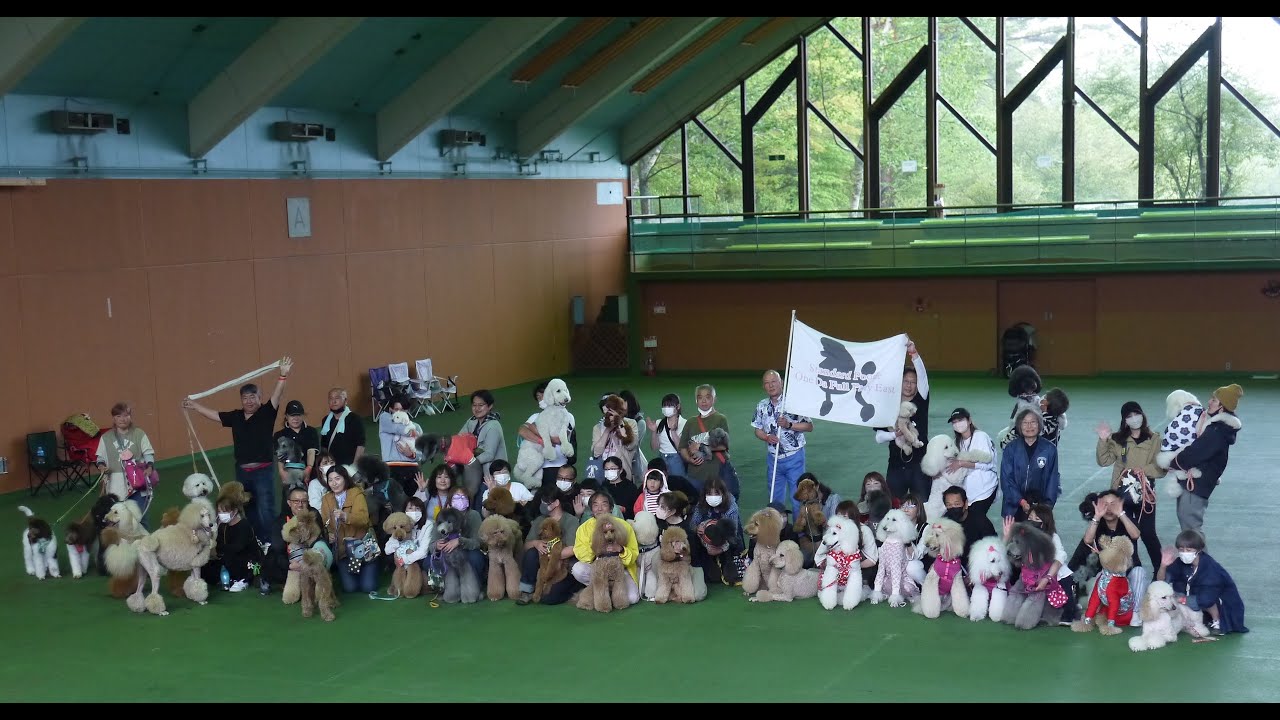 ２０２３/０５/０７　スタンダードプードル大行進　４２POODLES