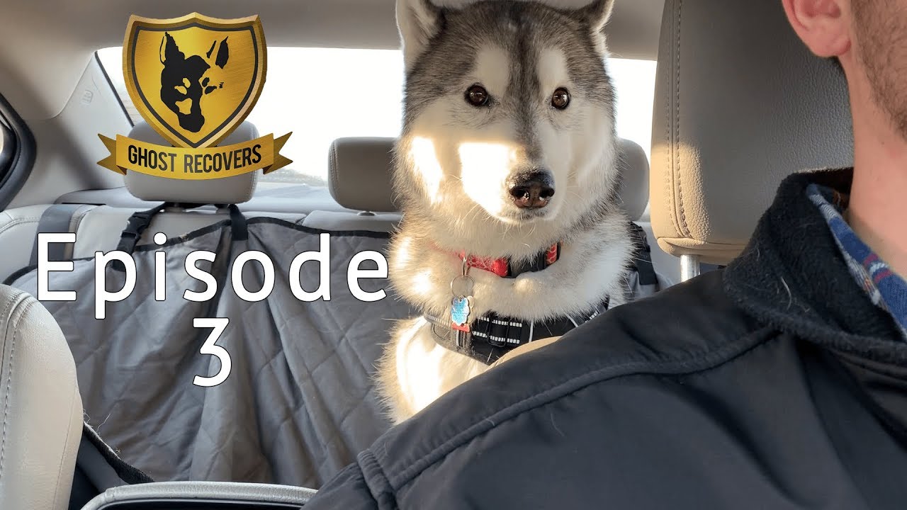The Second Surgery | TPLO Dog Surgery ACL / CCL Tear | Ghost Recovers Episode 3