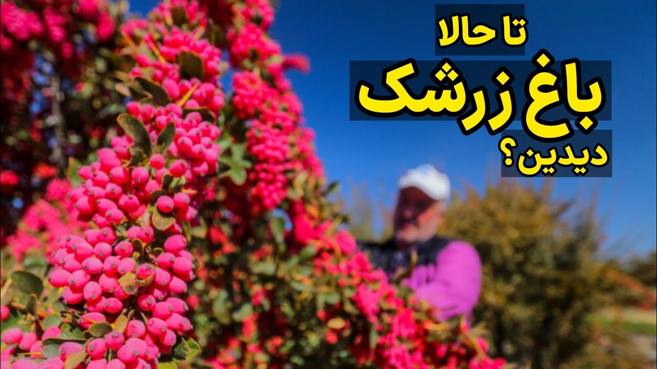 سفر به شهر زرشک ایران