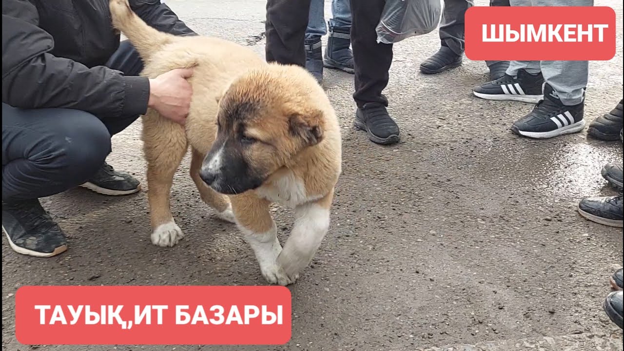 Тауық базар Шымкент қаласы