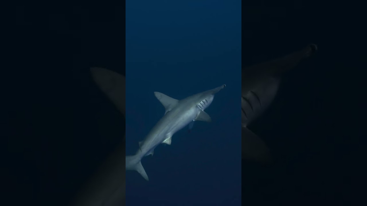 Hammer head shark at 40m in Egypt, Scuba Diving in Paradise #hammer #hammerheadshark #shark #dive