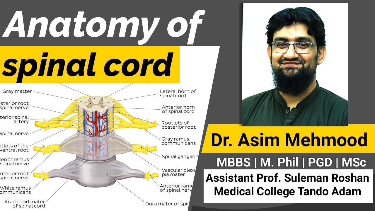 Anatomy of Spinal Cord Made Easy ( Hindi / Urdu )
