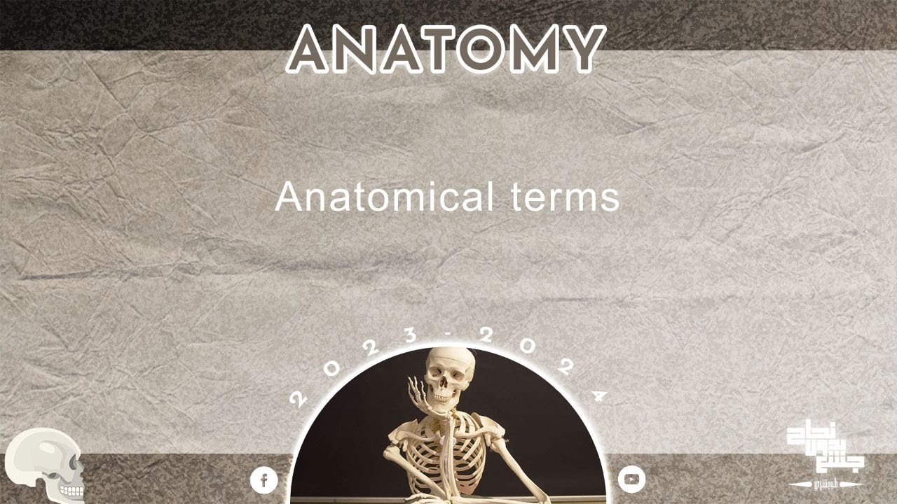 L1 , Anatomical terms , Anatomy