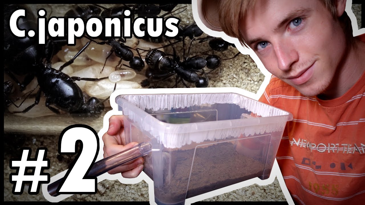 Arena aus SAMLA Box - Camponotus japonicus #2