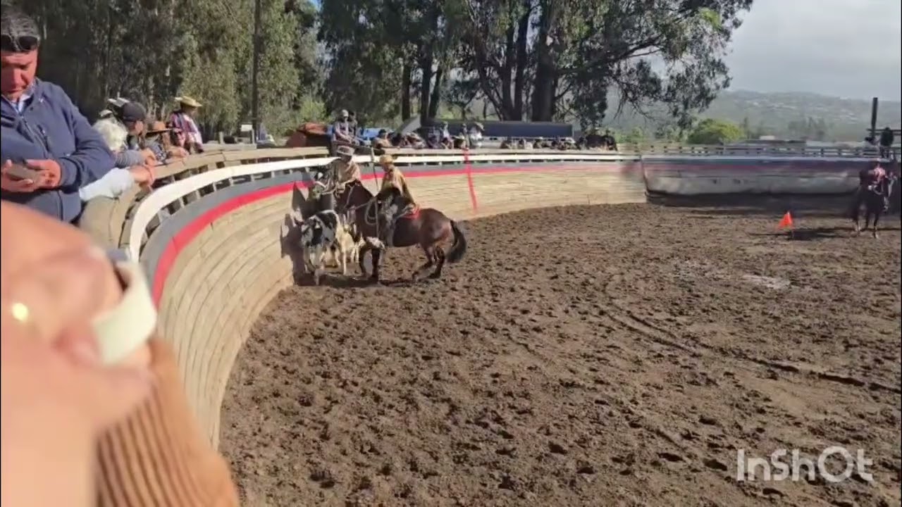 Primer animal serie de campeones rodeo