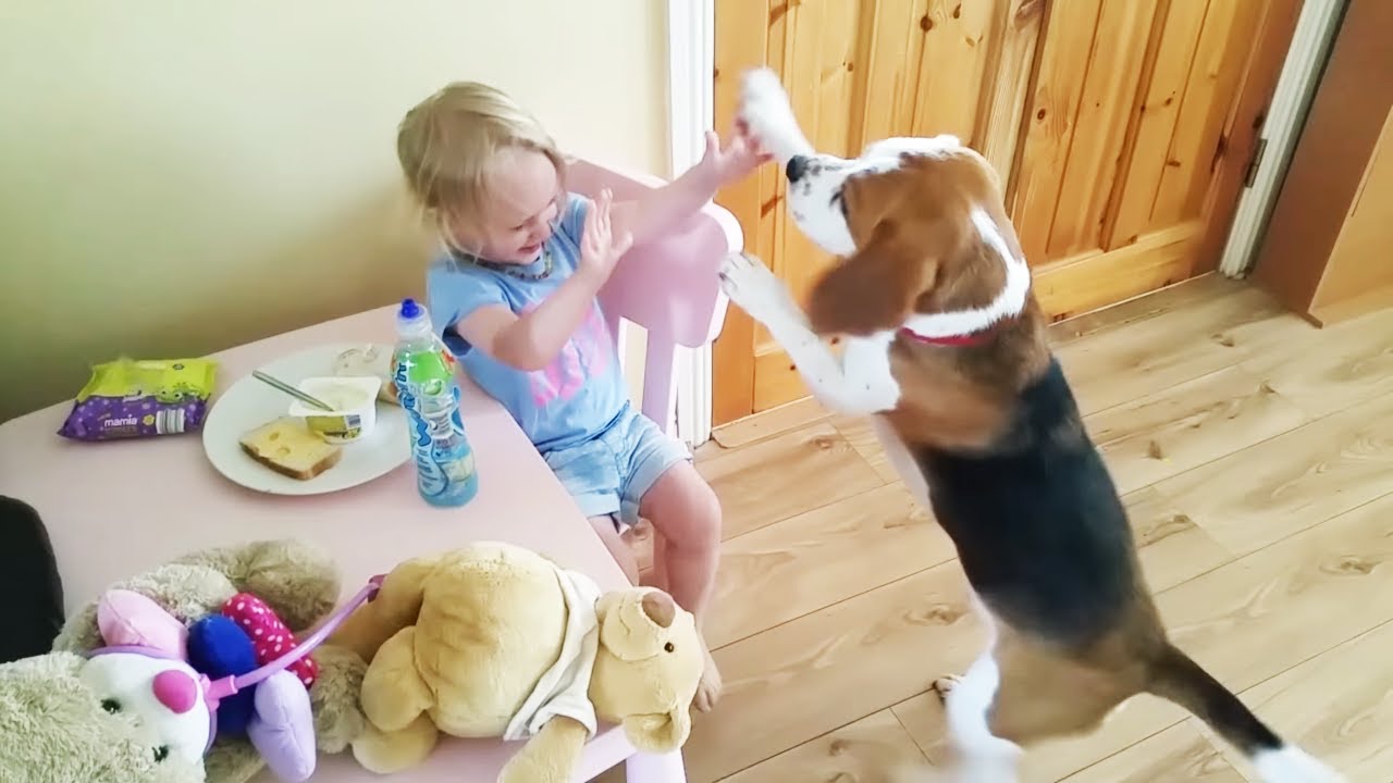 Clever Beagle Brings Wipes and Gives a High Five to His Little Girl!