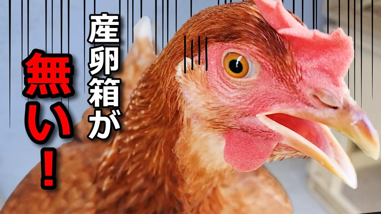 【鶏小屋DIY】突然立ち退きを迫られ産卵箱が消えた！と訴える鶏【鶏小屋紹介】#26