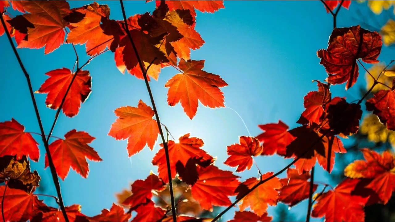 Vjeshta, mbret&euml;resha e stin&euml;ve. I. KADARE.🍂🍃🍃🍁🍁🍂