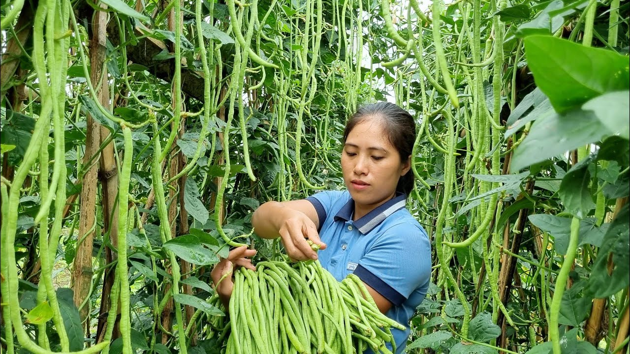 Harvest Long Bean Garden go to Market sell - Gardening - grow Vegetables from Seeds | Tran Thi Huong