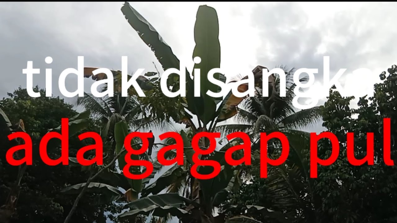 Kita main di ranting dulu#terkukurgombal
