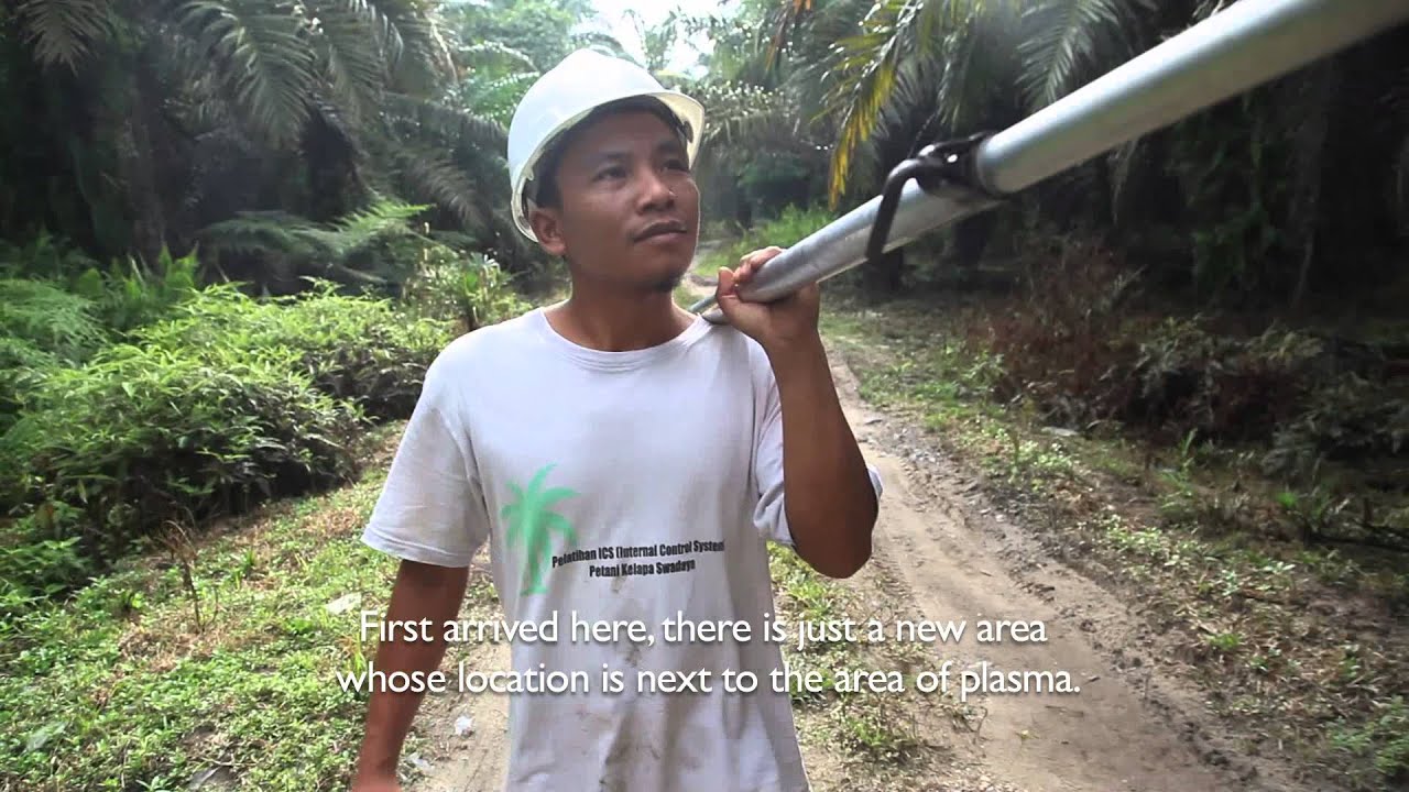 Petani Swadaya Asian Agri - Independent Smallholders