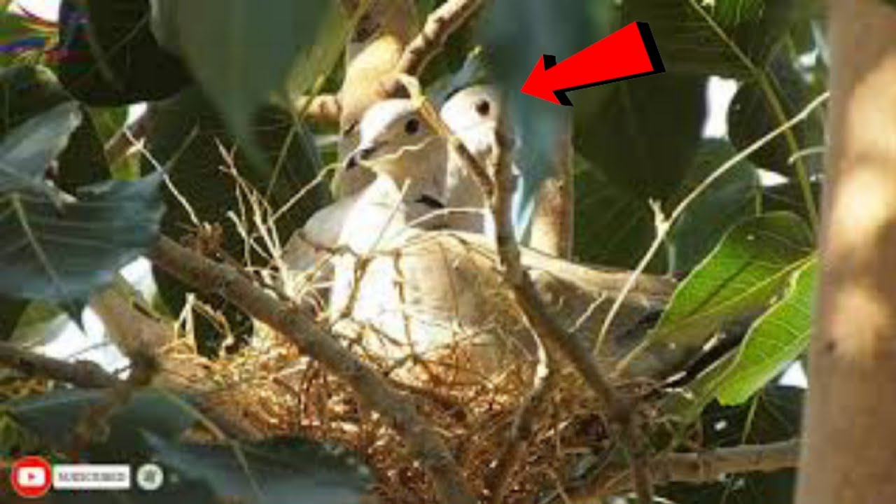 Dove is building her nest || Animals and Birds