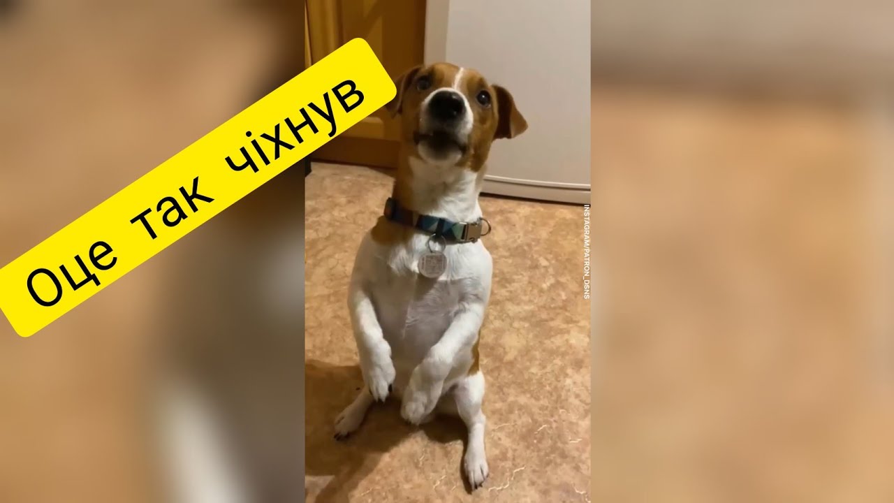 Це шедевр / Кримській міст і  🐕 Патрон