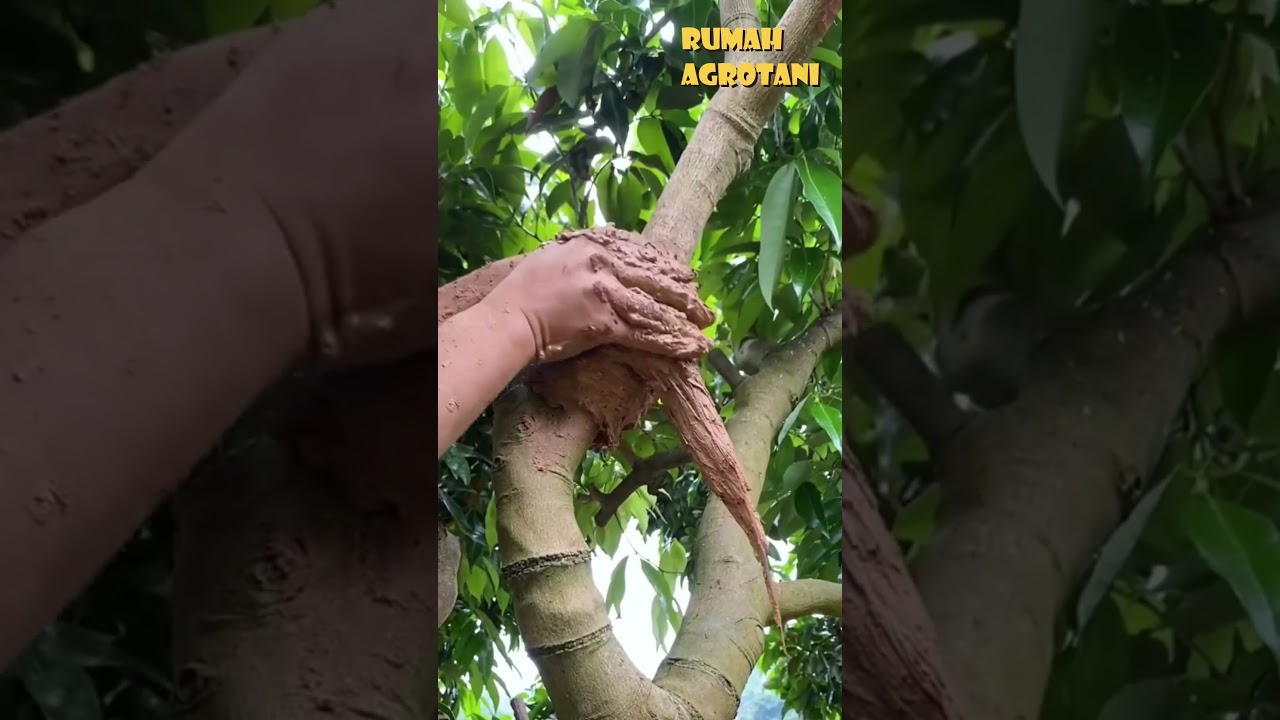 Begini Cara Mudah Cangkok Tanaman