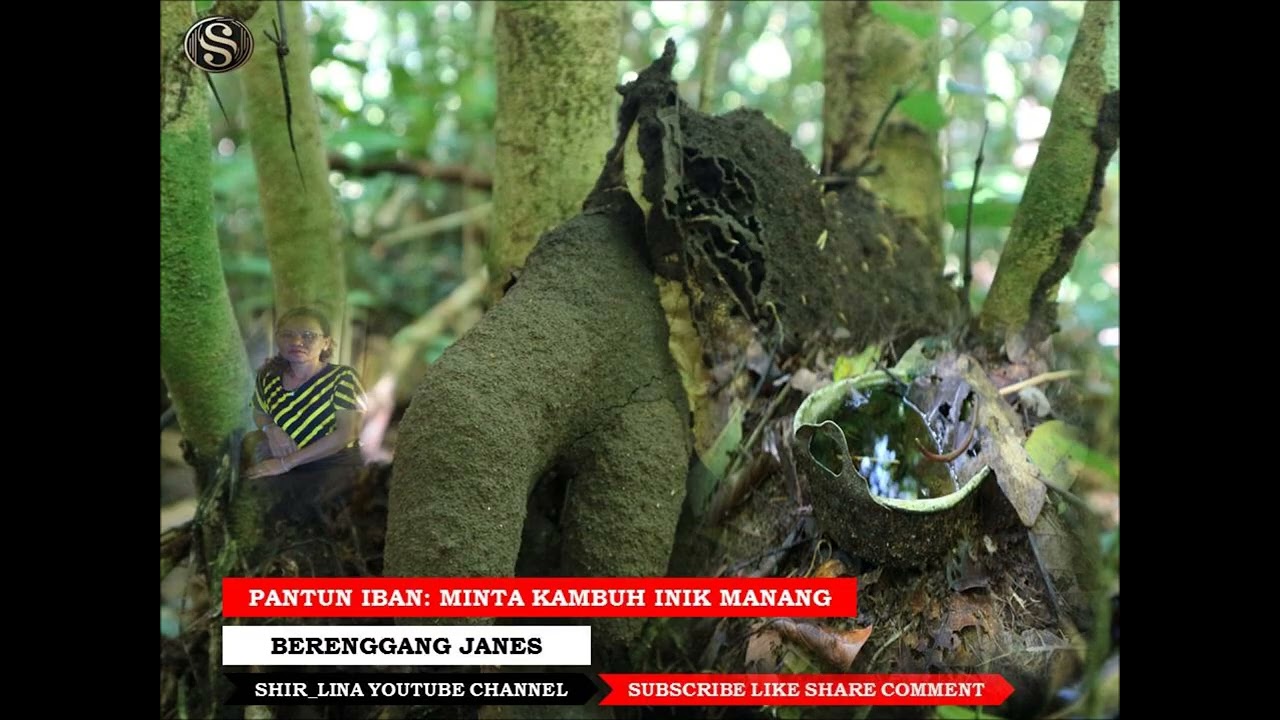 PANTUN IBAN💥Minta Kambuh Inik Manang