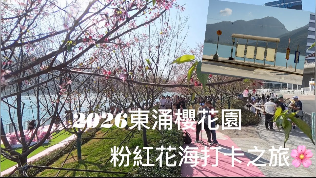 東涌櫻花打卡影相好靚！纜車+海景💕 #東涌櫻花 #香港櫻花#打卡好去處 