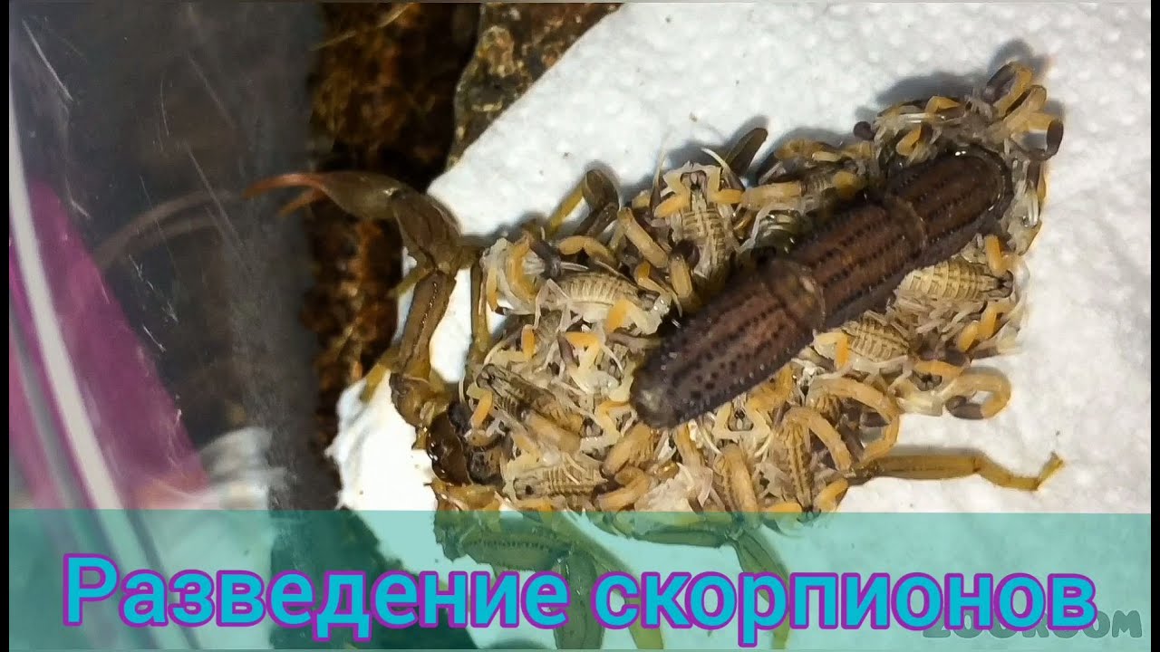 Разведение скорпионов. Малыши Hottentotta hottentotta