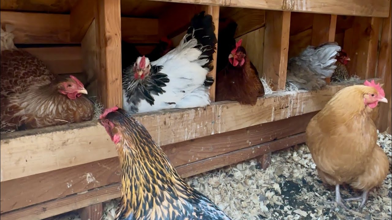 Busy Day in the Nesting Boxes!