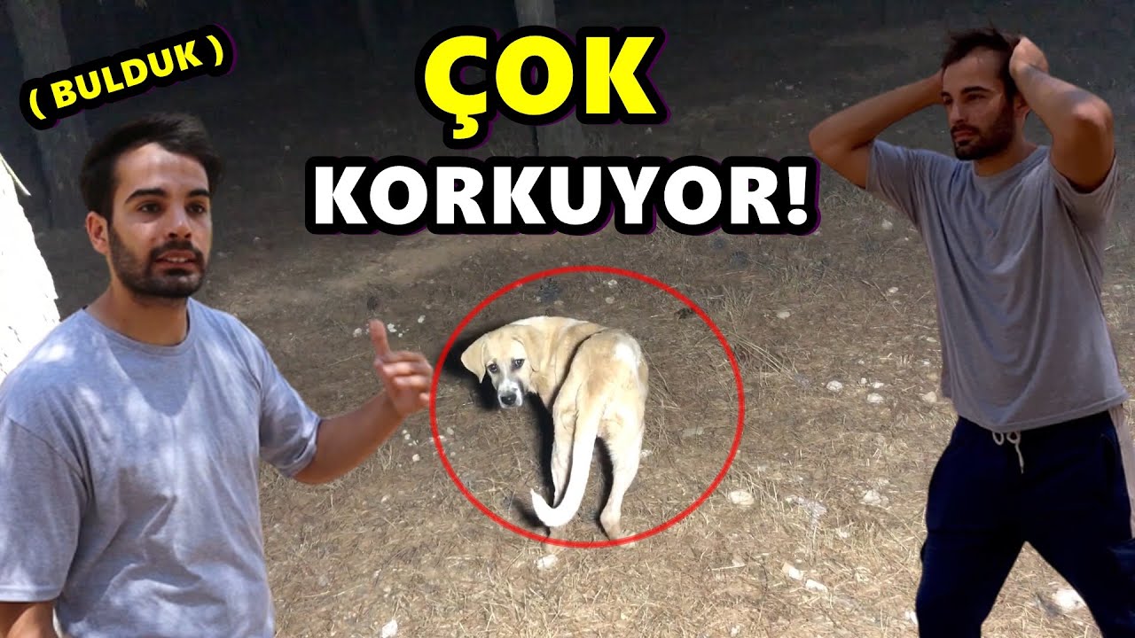 ÖLEN KÖPEĞİMİ SONUNDA BULDUM! ( ÇOK KORKUYOR )