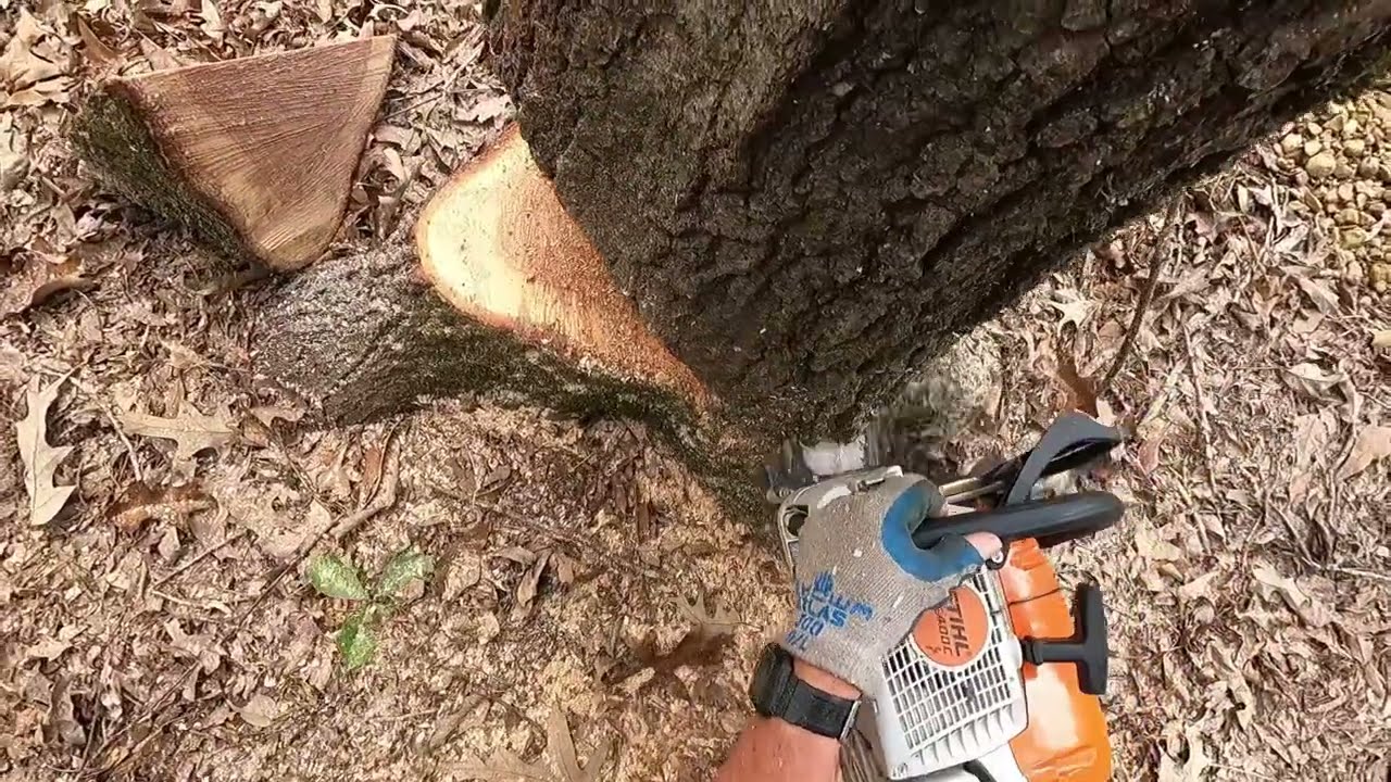 Stihl MS400C cutting & 2021 fall chainsaw classes