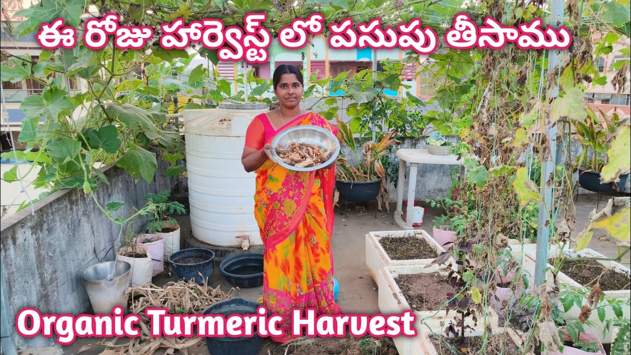 ఈ రోజు హార్వెస్ట్ లో పసుపు తీసాము |Organic Turmeric Harvest In Terrace Garden @homemakerstrategy 