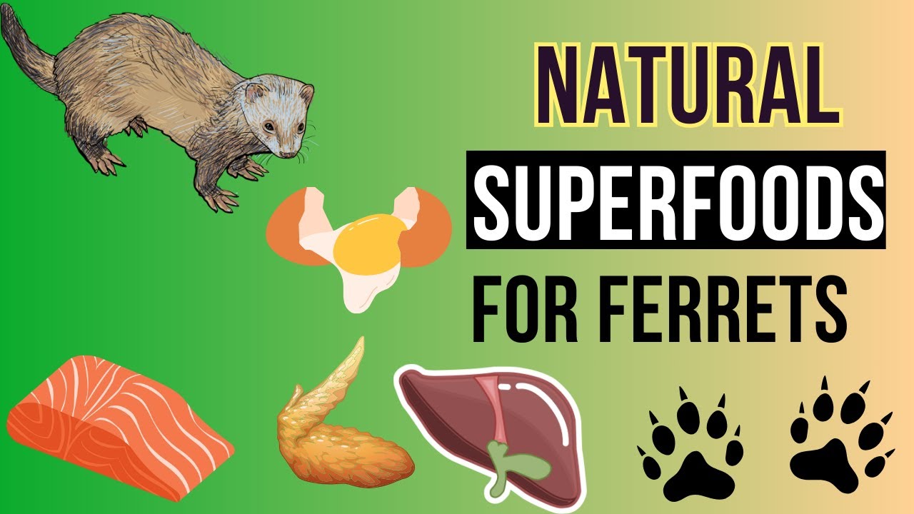 FERRET Food Facts: Exploring Natural and Nutritious Options" [TOP 10]