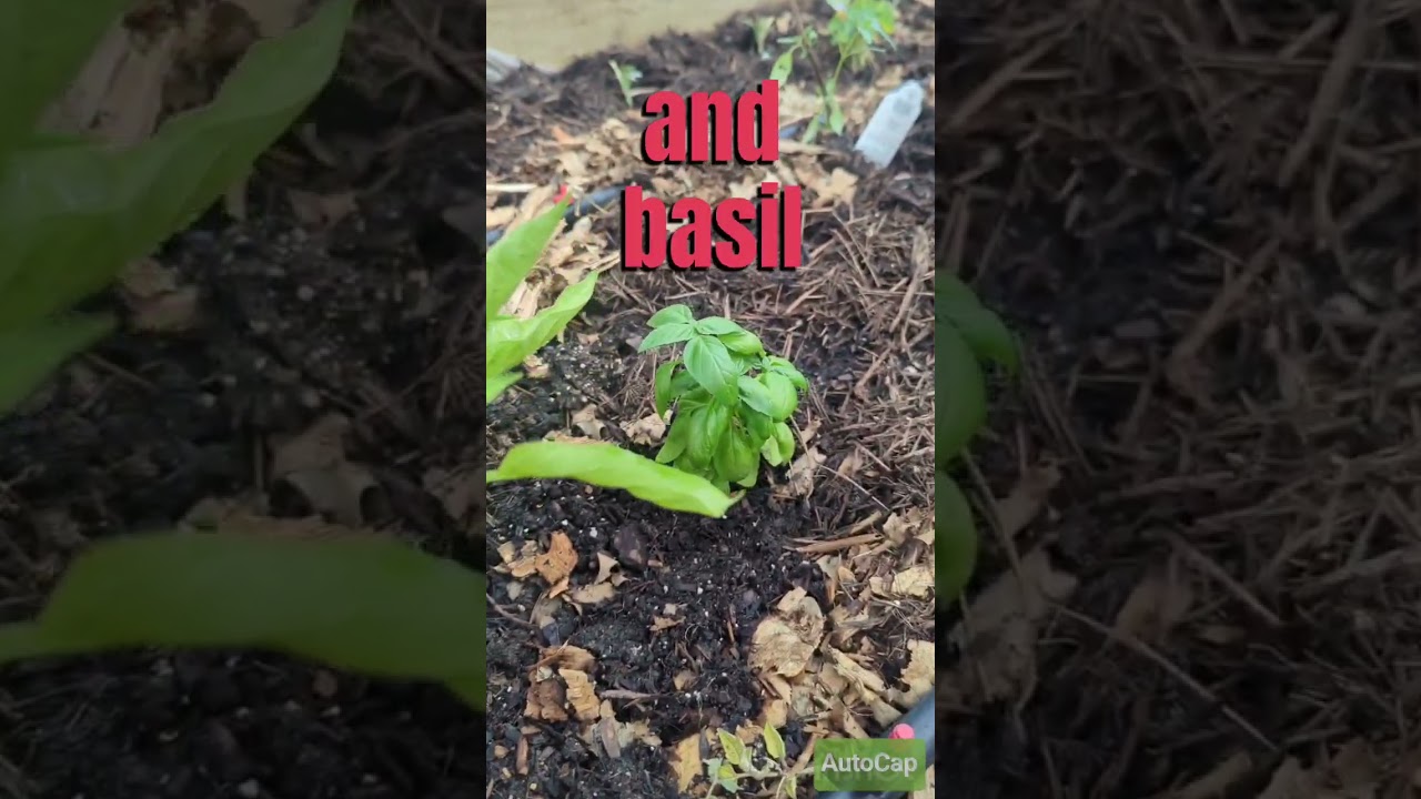 companion planting - basil  ,peppers & tomatoes #companionplanting #basil #zone8a