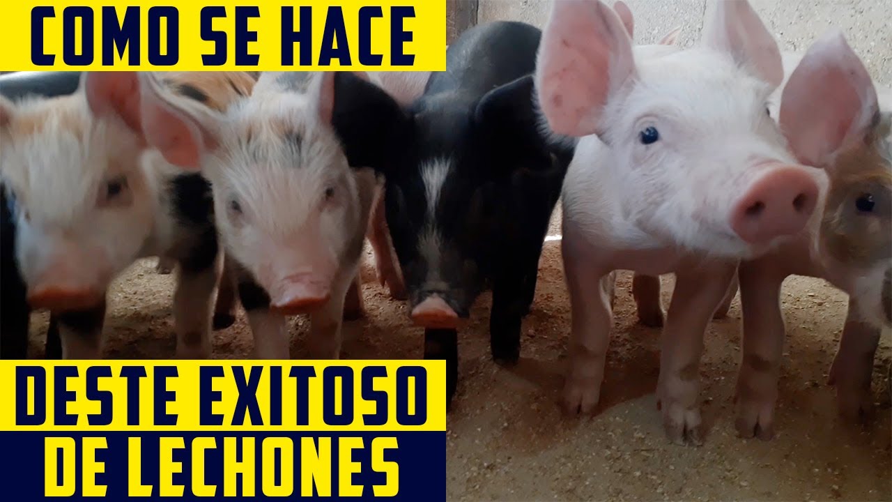 &iquest;A Que Edad Destetar a Mis Lechones? - Como destetar Cerdos