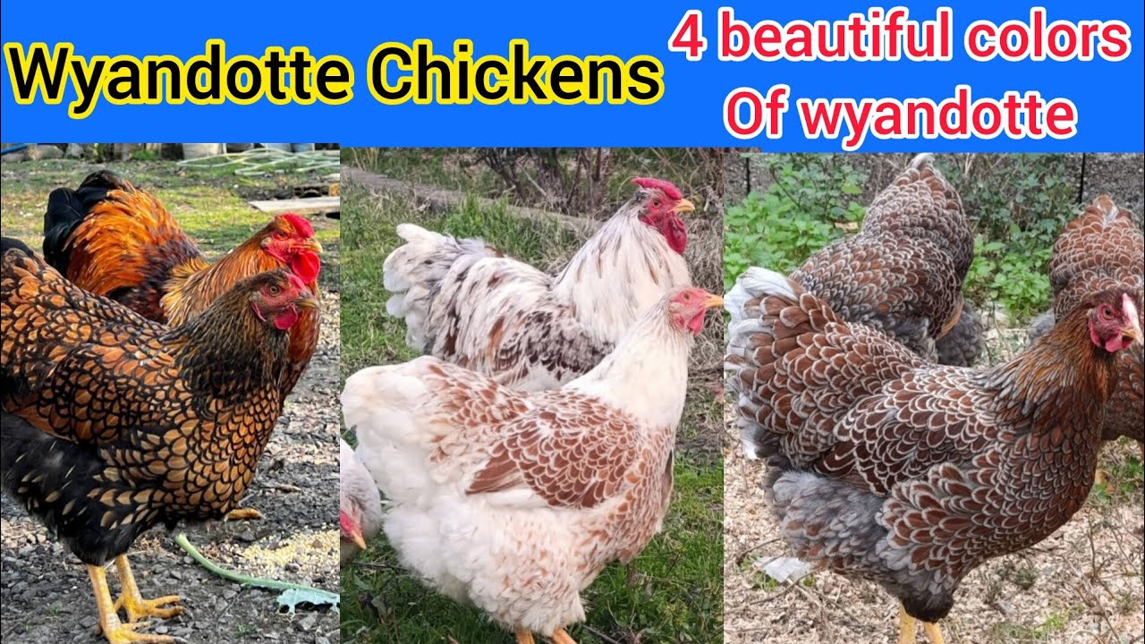 Wyandotte chickens ,blue laced red wyandotte, splesh laced wyandotte,golden laced wyandotte ,chicken
