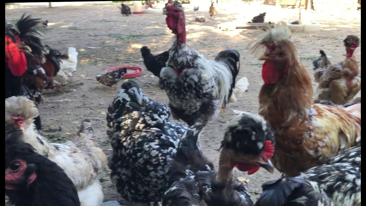 Vizită la "Regele Moțatelor din Banat"
