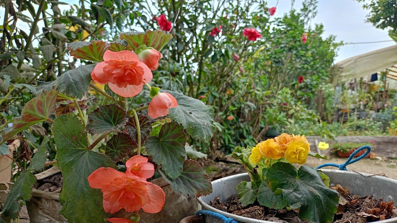 Cuidados sobre las BEGONIAS tuberosa🌺