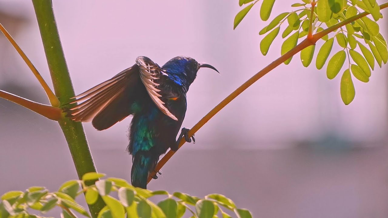 Sunbird singing at a Moringa plant - צופית שרה על צמח מורינגה