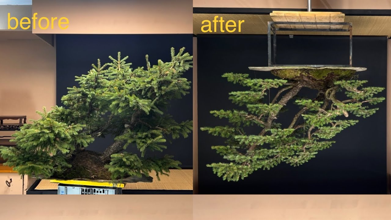Restyling bonsai Picea Abies yamadori 🍁🌲🍀