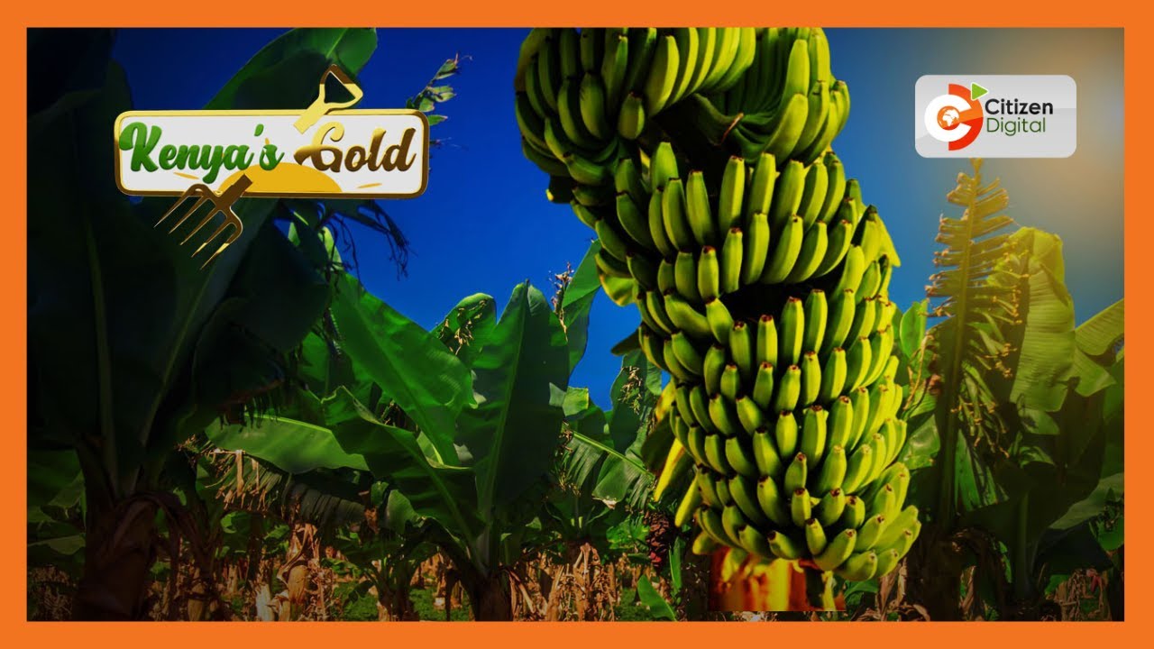 Kenya's Gold | Banana Farming in Kenya - Gold Feature