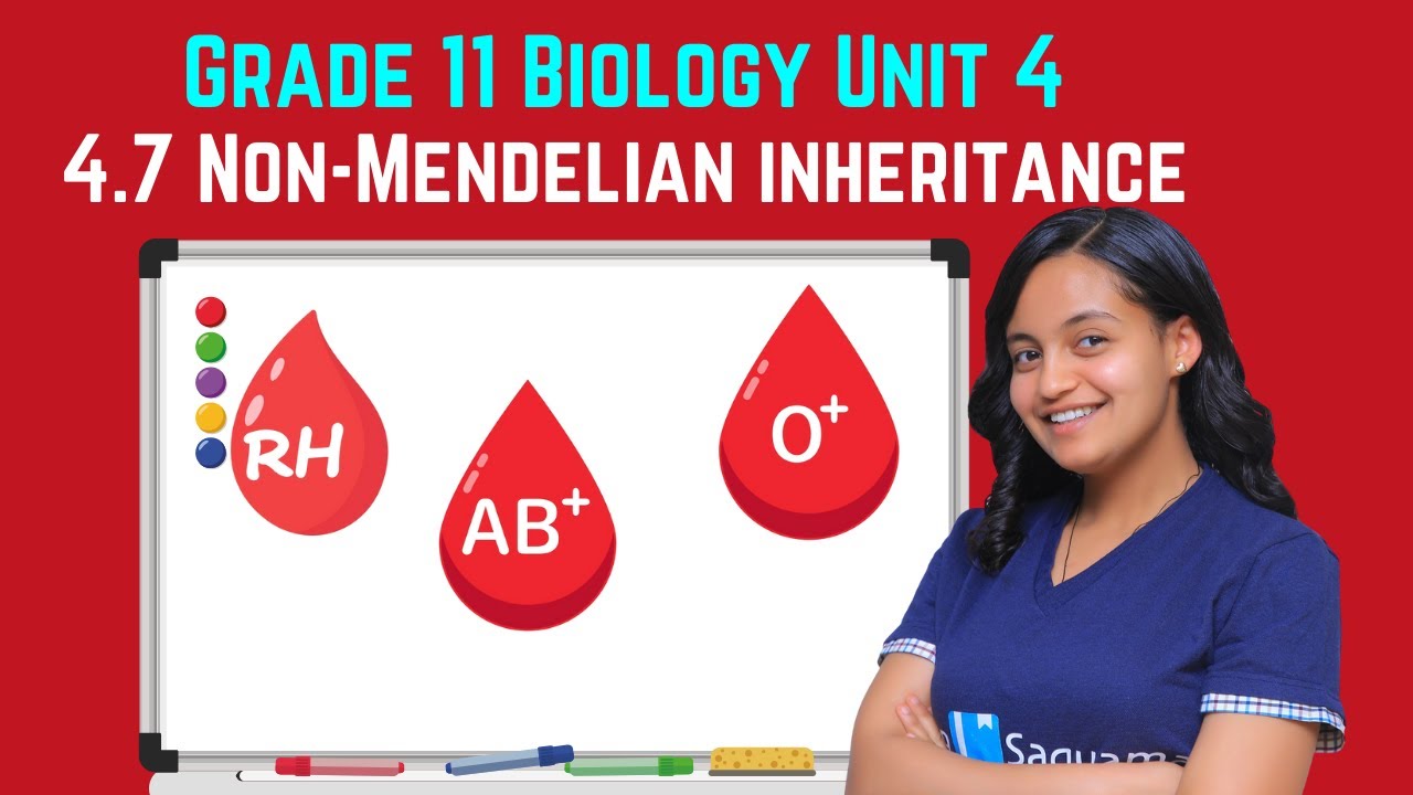 Grade 11 Biology Unit 4: 4.7 Non-Mendelian inheritance | Saquama