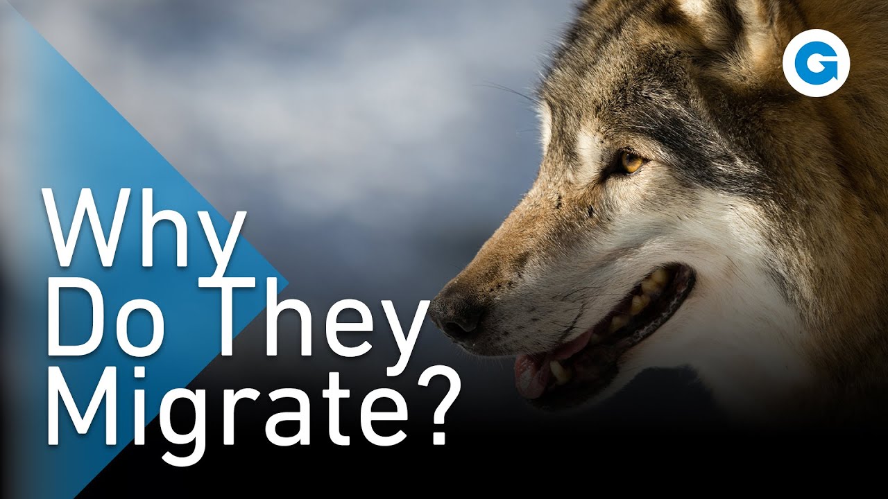 We Went Wandering With the Wolves | Extra Long Wildlife Documentary