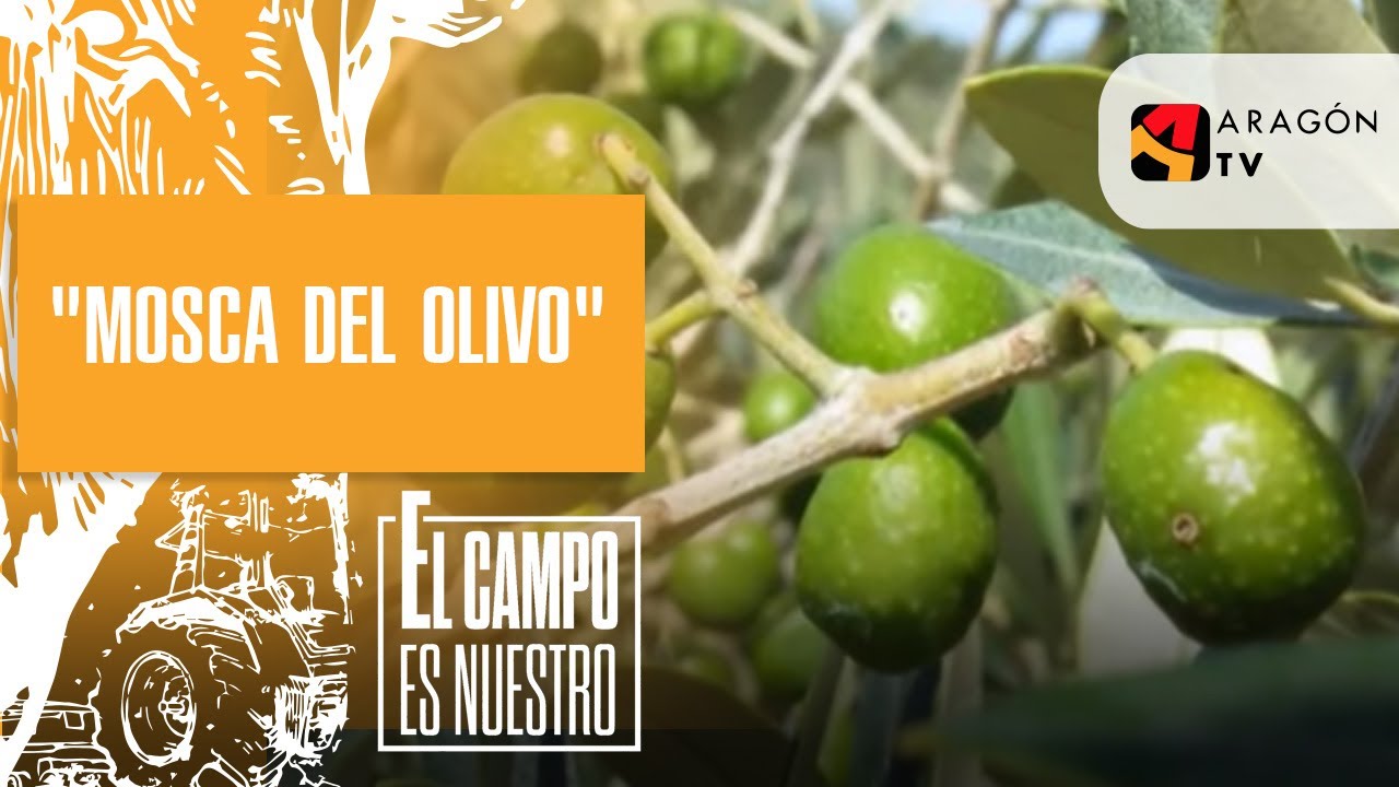 Cómo tratar los olivos contra la 