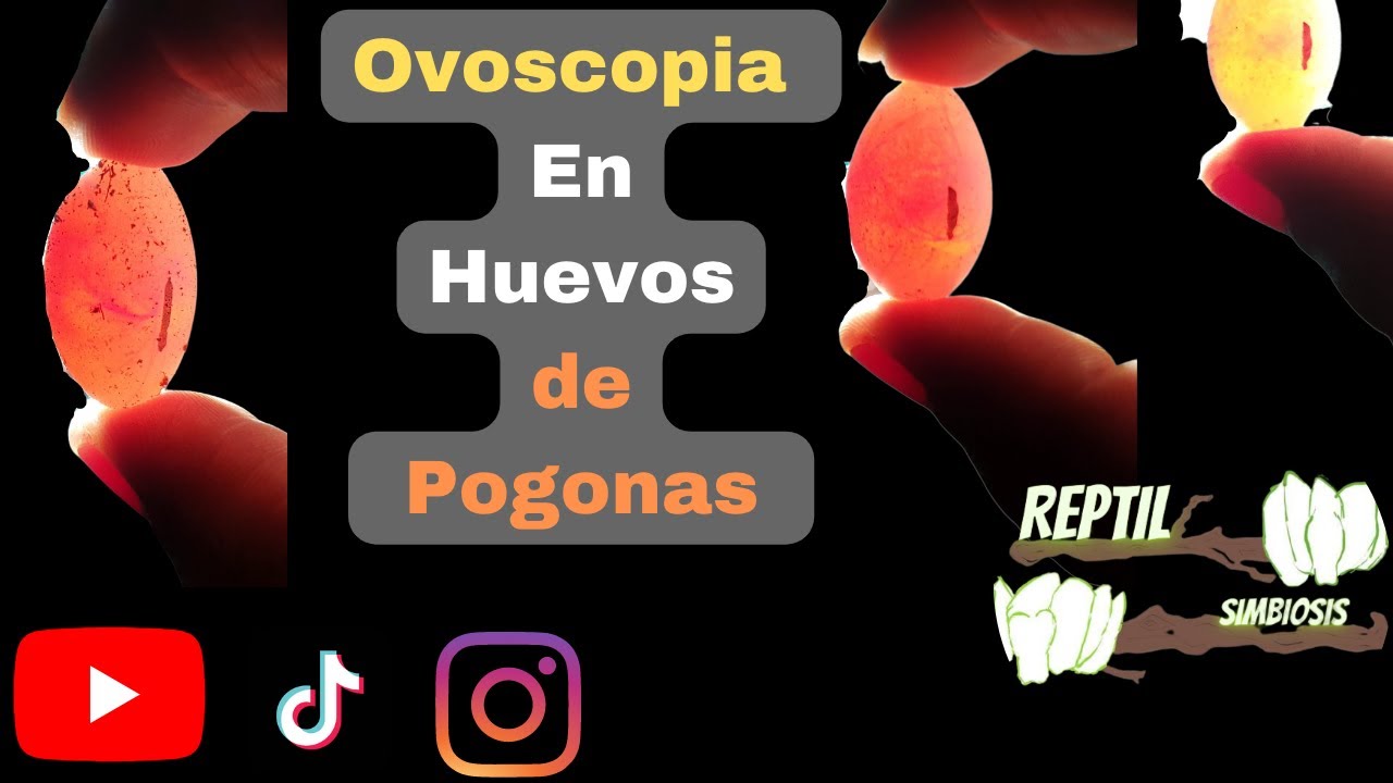 OVOSCOPIA EN HUEVOS DE  POGONA