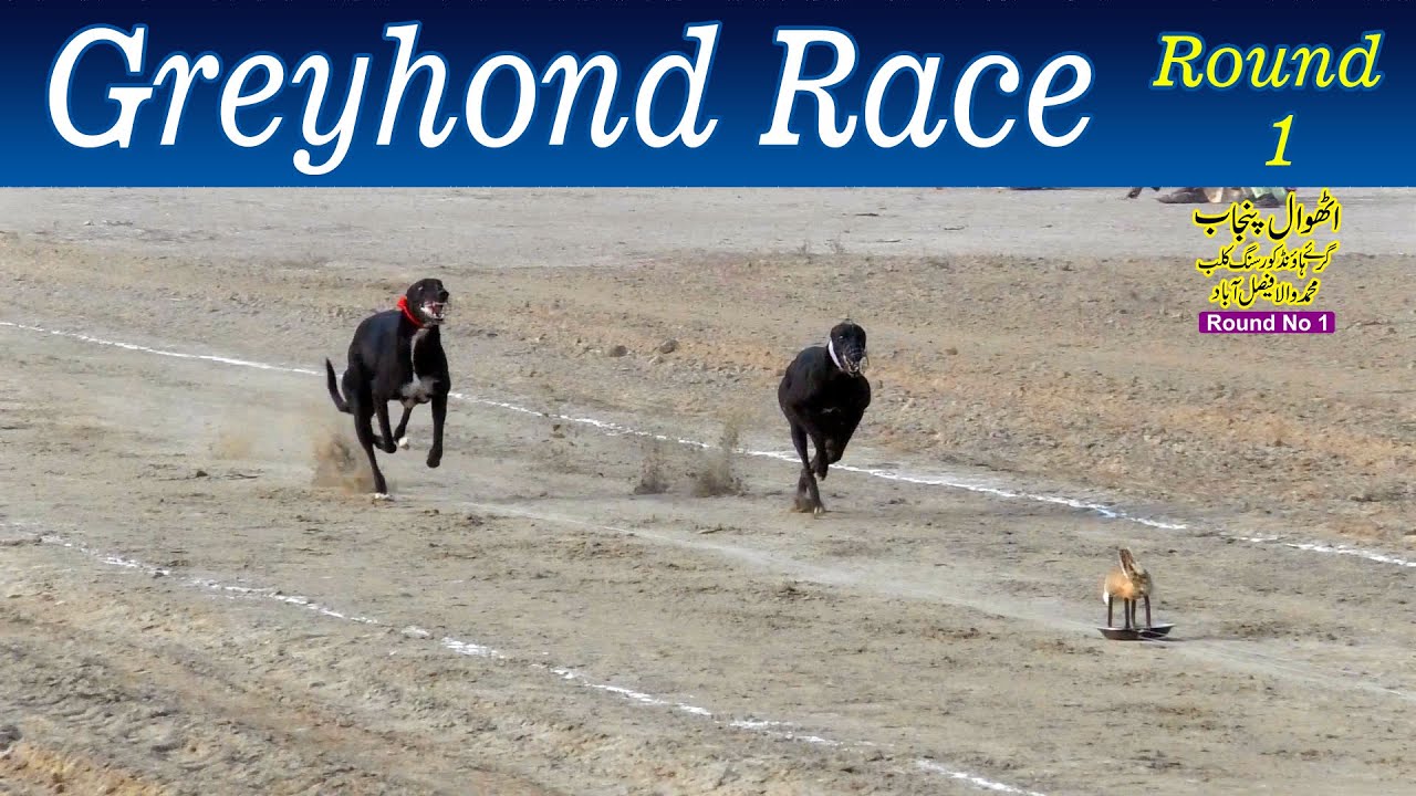 Dogs Race | Dori Tack Race | Round 1 | M. Wala Fsd  15-12-23 #dog #dogsRace #Greyhound #Race