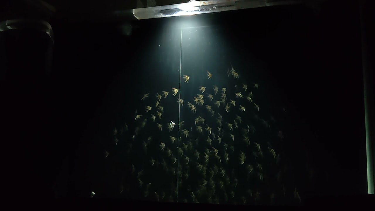 tank raised altum angel fish eating f1 Rio atabapo in the 700 hundred gallon holding tank