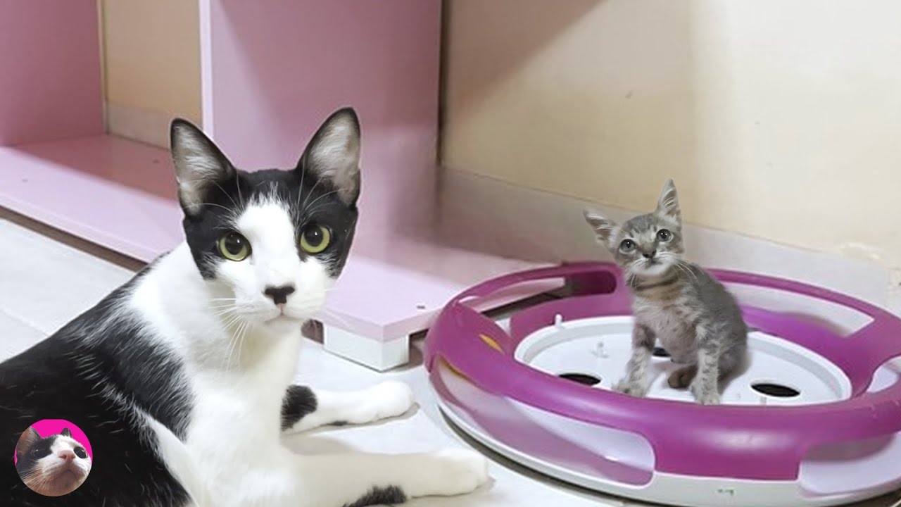Спасенный котенок при первой же встрече неожиданно заговорил с большой кошкой