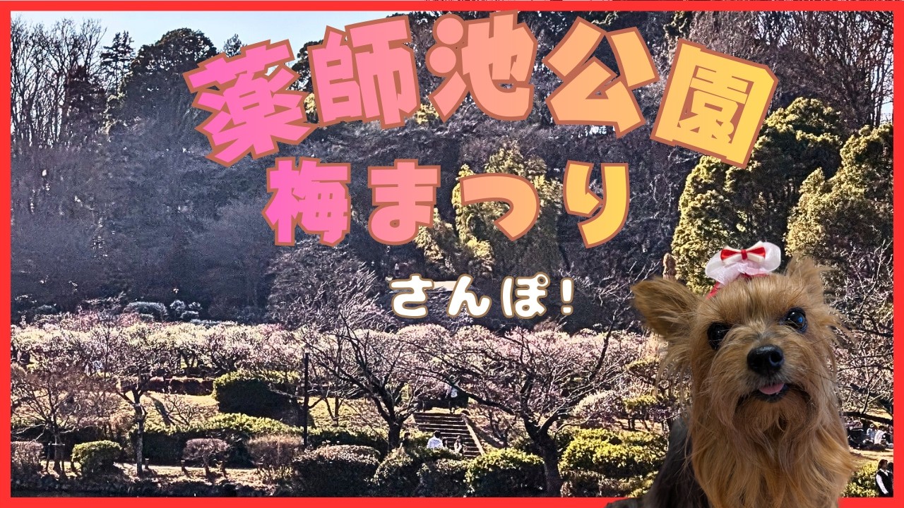 【町田】薬師池公園の梅まつりへ！満開の梅林とキッチンカーにママ大興奮のヨーキー散歩【Lanちゃん】