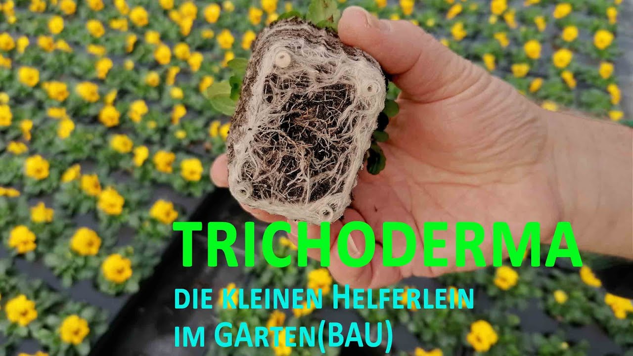 Trichoderma die kleinen Helferlein im GARTEN(BAU)