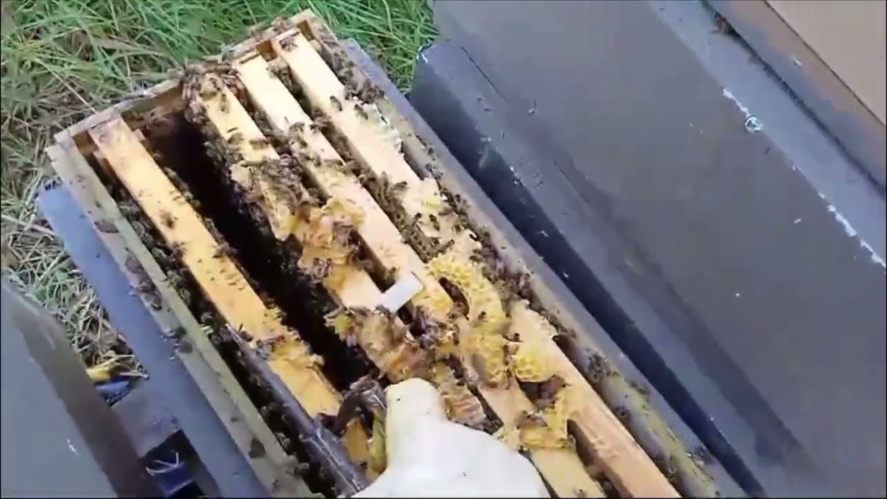 Revisión de núcleos palmer con abeja buckfas.
