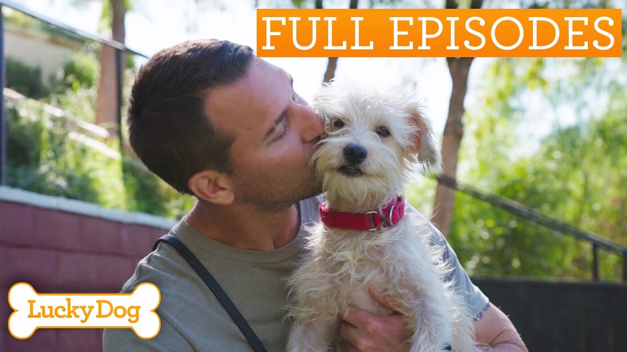 Timid Rescue Dog With Painful Past Learns To Trust Again | Lucky Dog Double Episode