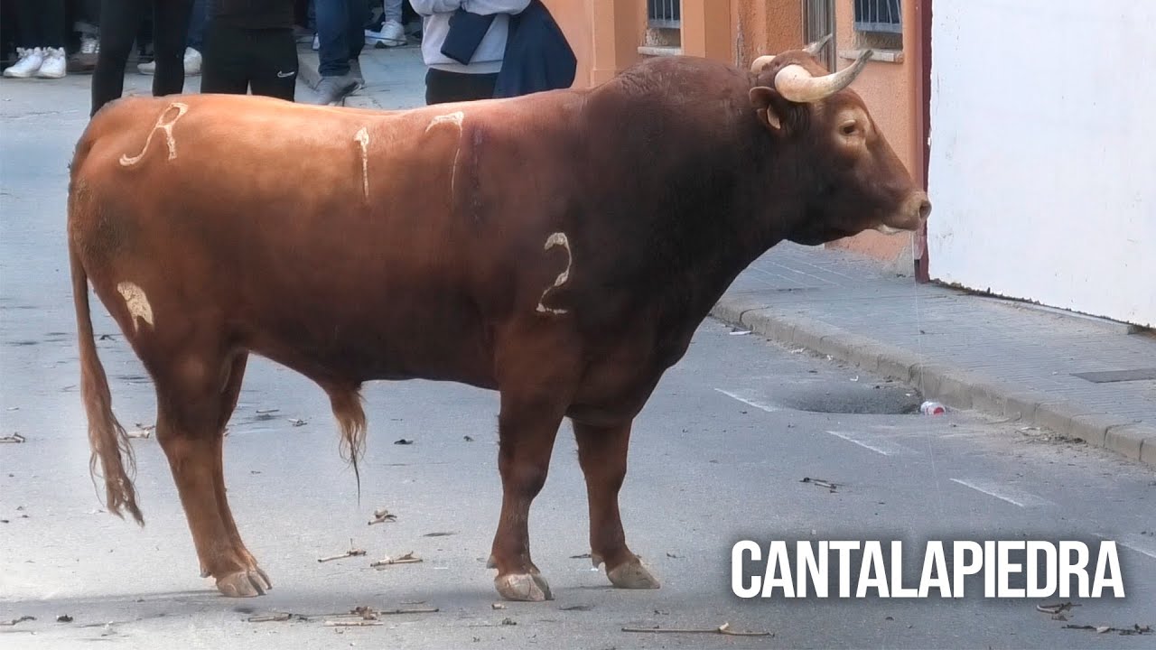 Cantalapiedra 2025 Toro del Cajón