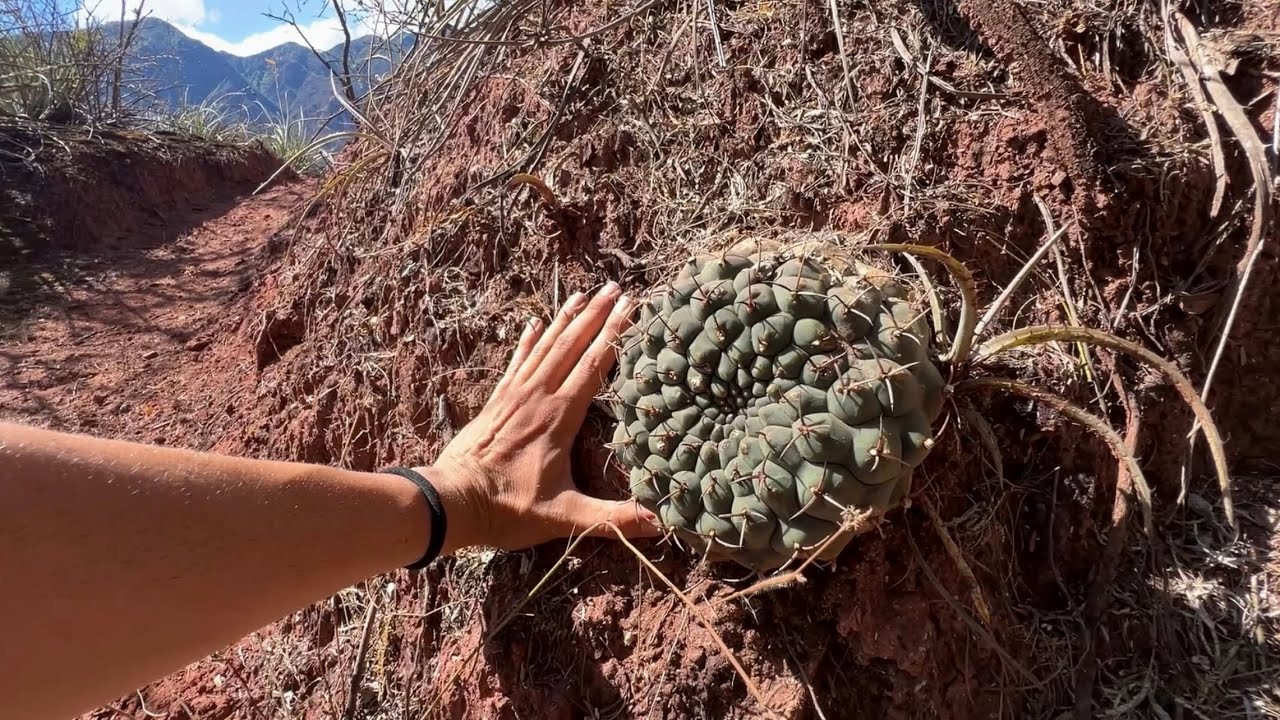 Cactaceas del bosque seco, Gymnos, Echinopsis, Leucostele, Parodia, soehrensia y Cereus en hábitat 